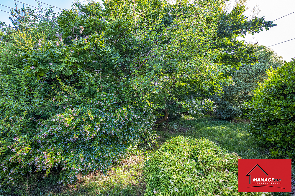 Large Green Trees